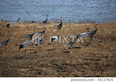 Gangwon-do Cheorwon Crane Village. Birdwatching Gangwon-do Cheorwon Crane Village. Birdwatching 85117926