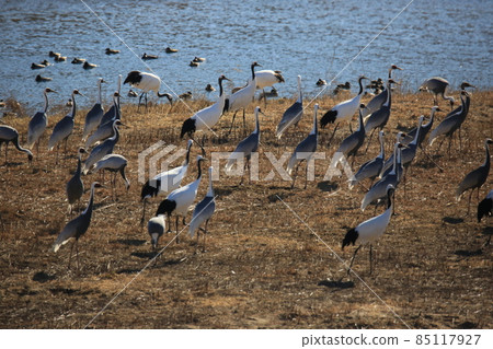 Gangwon-do Cheorwon Crane Village. Birdwatching 85117927