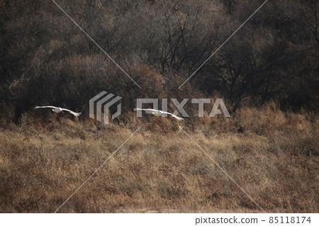 Gangwon-do Cheorwon Crane Village. Birdwatching 85118174
