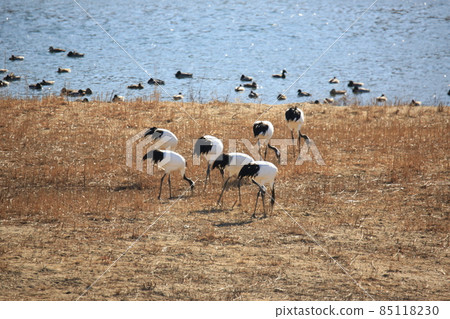 江原道鐵原鶴村觀鳥 85118230