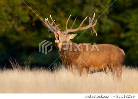 Red deer stag calling during rutting season in autumn 85118259