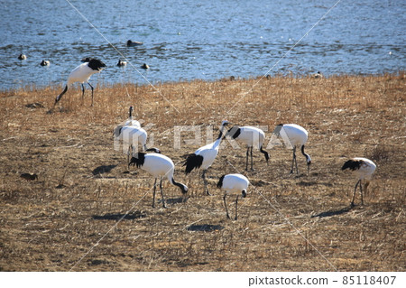 Gangwon-do Cheorwon Crane Village. Birdwatching 85118407