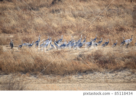 Gangwon-do Cheorwon Crane Village. Birdwatching Gangwon-do Cheorwon Crane Village. Birdwatching 85118434