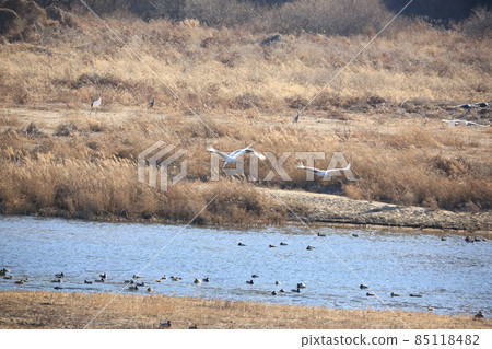 Gangwon-do Cheorwon Crane Village. Birdwatching Gangwon-do Cheorwon Crane Village. Birdwatching 85118482