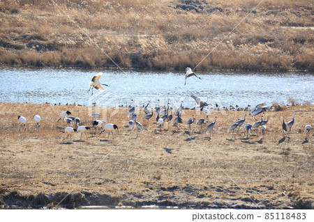 Gangwon-do Cheorwon Crane Village. Birdwatching Gangwon-do Cheorwon Crane Village. Birdwatching 85118483
