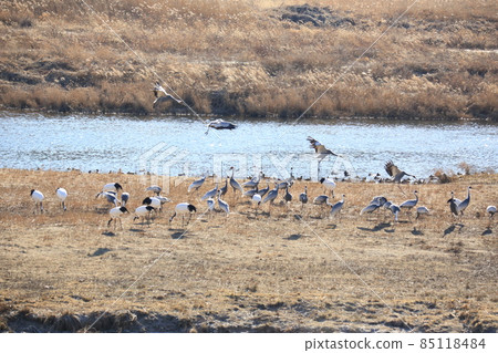 Gangwon-do Cheorwon Crane Village. Birdwatching Gangwon-do Cheorwon Crane Village. Birdwatching 85118484