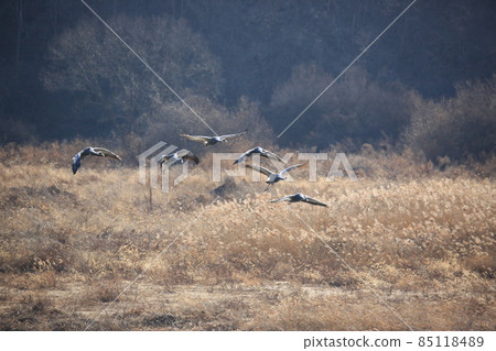 Gangwon-do Cheorwon Crane Village. Birdwatching 85118489