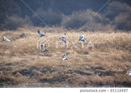 Gangwon-do Cheorwon Crane Village. Birdwatching 85118497