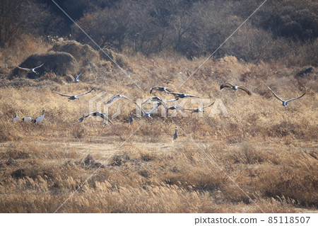 Gangwon-do Cheorwon Crane Village. Birdwatching 85118507