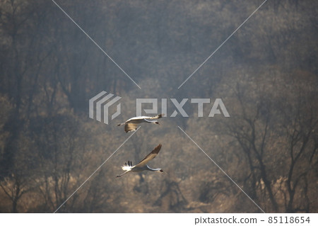 Gangwon-do Cheorwon Crane Village. Birdwatching Gangwon-do Cheorwon Crane Village. Birdwatching 85118654