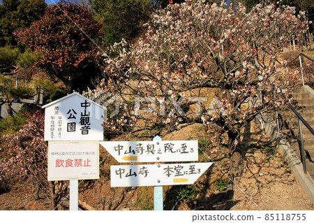 中山觀音公園梅林 85118755