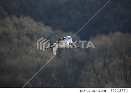 Gangwon-do Cheorwon Crane Village. Birdwatching Gangwon-do Cheorwon Crane Village. Birdwatching 85118774