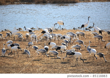 Gangwon-do Cheorwon Crane Village. Birdwatching Gangwon-do Cheorwon Crane Village. Birdwatching 85118863