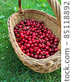 delicious fresh red sweet cherries in basket. grass background 85118892