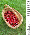 delicious fresh red sweet cherries in basket. grass background 85118893