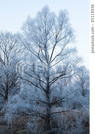 Frost morning 85118936