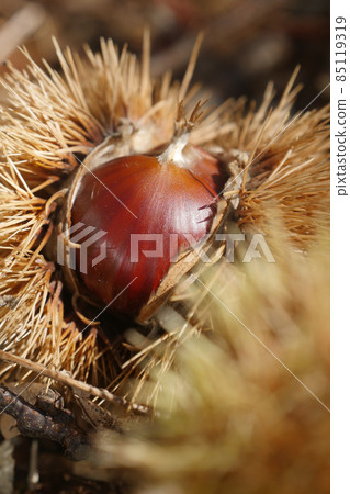 Fresh chestnuts with open husk on fallen autumn leaves Fresh chestnuts with open husk on fallen autumn leaves 85119319