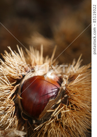 Fresh chestnuts with open husk on fallen autumn leaves Fresh chestnuts with open husk on fallen autumn leaves 85119322