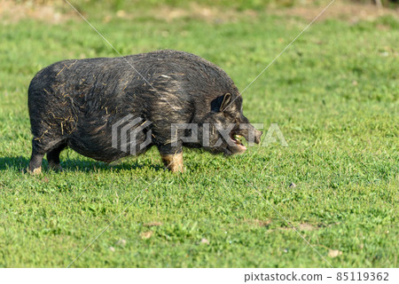 Black Asian pig in a pen in a village in spring. France, Europe. 85119362