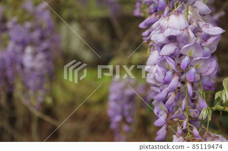 Purple Wisteria in Spring - Fabaceae Luguminosae Close up Purple Wisteria in Spring - Fabaceae Luguminosae Close up 85119474