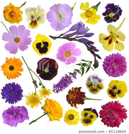 Design clip art set with beautiful summer and autumn flowers isolated on white. Botanical vintage collection Design clip art set with beautiful summer and autumn flowers isolated on white. Botanical vintage collection 85119604