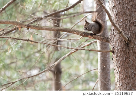 Ezoris在森林裡 85119657