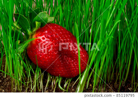 sweet ripe strawberries in bright green grass. strawberry harvest and delicious food sweet ripe strawberries in bright green grass. strawberry harvest and delicious food 85119795