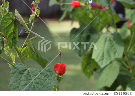 Praying Mantis on Red Hummingbird Bush Waiting for prey Praying Mantis on Red Hummingbird Bush Waiting for prey 85119898