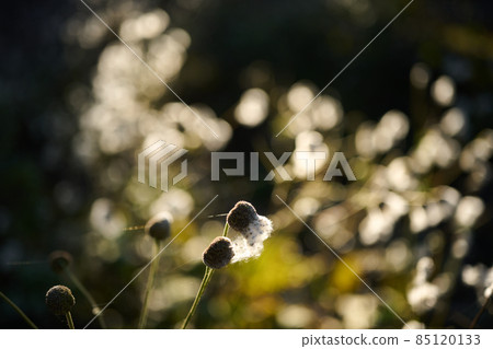 曙山公園,初冬生長的果實,堅持的花朵 曙山公園,初冬生長的果實,堅持的花朵 85120133
