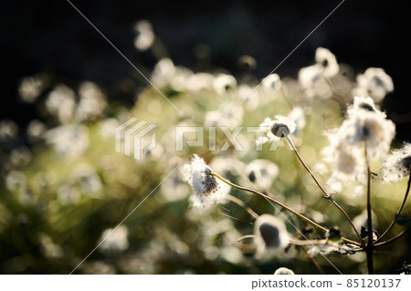 曙山公園,初冬生長的果實,堅持的花朵 曙山公園,初冬生長的果實,堅持的花朵 85120137