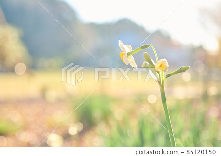 曙山公園,初冬生長的果實,堅持的花朵 曙山公園,初冬生長的果實,堅持的花朵 85120150