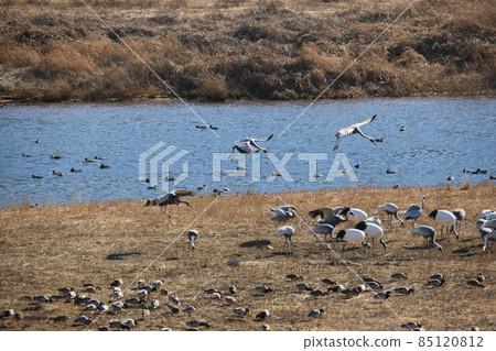 Cheorwon Crane Village. Cheorwon County. Exploration 85120812