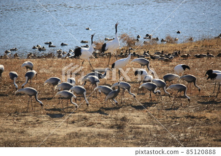 Cheorwon Crane Village. Cheorwon County. Exploration Cheorwon Crane Village. Cheorwon County. Exploration 85120888