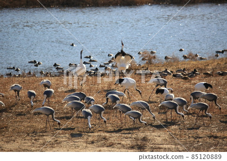Cheorwon Crane Village. Cheorwon County. Exploration Cheorwon Crane Village. Cheorwon County. Exploration 85120889