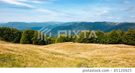 summer mountain landscape with forest on the hill. primeval beech trees on a grassy slopes of svydovets ridge. beautiful nature scenery of carpathians on a sunny day with clouds on the sky summer mountain landscape with forest on the hill. primeval beech trees on a grassy slopes of svydovets ridge. beautiful nature scenery of carpathians on a sunny day with clouds on the sky 85120925