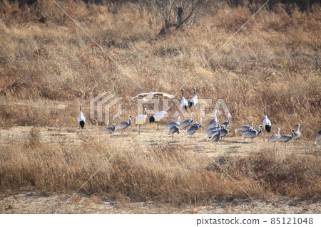 Gangwon-do, Cheorwon Crane Village, Cheorwon-gun, Birdwatching 85121048