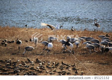 江原道、鐵原鶴村、鐵原郡、觀鳥 85121132
