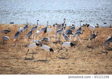 Gangwon-do, Cheorwon Crane Village, Cheorwon-gun, Birdwatching Gangwon-do, Cheorwon Crane Village, Cheorwon-gun, Birdwatching 85121286