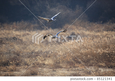 Gangwon-do, Cheorwon Crane Village, Cheorwon-gun, Birdwatching 85121341