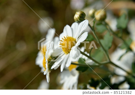 Satsumanogiku flower Satsumanogiku flower 85121382