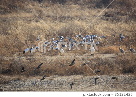 Gangwon-do, Cheorwon Crane Village, Cheorwon-gun, Birdwatching 85121425