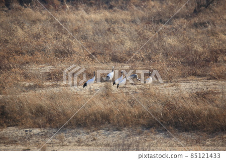 Gangwon-do, Cheorwon Crane Village, Cheorwon-gun, Birdwatching Gangwon-do, Cheorwon Crane Village, Cheorwon-gun, Birdwatching 85121433