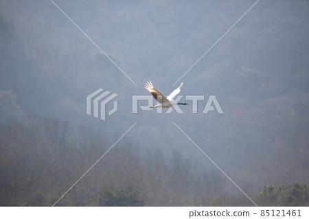 Gangwon-do, Cheorwon Crane Village, Cheorwon-gun, Birdwatching Gangwon-do, Cheorwon Crane Village, Cheorwon-gun, Birdwatching 85121461