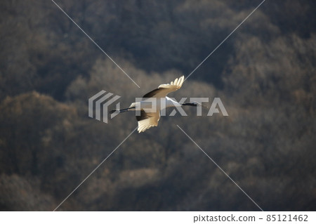 Gangwon-do, Cheorwon Crane Village, Cheorwon-gun, Birdwatching Gangwon-do, Cheorwon Crane Village, Cheorwon-gun, Birdwatching 85121462