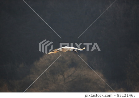 Gangwon-do, Cheorwon Crane Village, Cheorwon-gun, Birdwatching 85121463