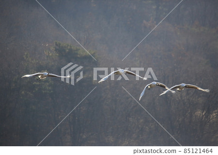 Gangwon-do, Cheorwon Crane Village, Cheorwon-gun, Birdwatching 85121464