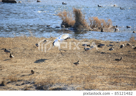 Gangwon-do, Cheorwon Crane Village, Cheorwon-gun, Birdwatching Gangwon-do, Cheorwon Crane Village, Cheorwon-gun, Birdwatching 85121482