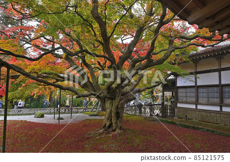 Raiyama Chitose Temple Great Maple of the Great Buddha 85121575