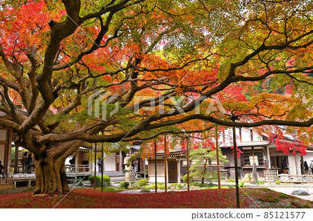 Raiyama Chitose Temple Great Maple of the Great Buddha 85121577