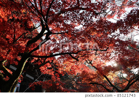A landscape where you can see the shining white sun, the red-colored maple trees, the main hall building, the blue sky, and the green trees. 85121743